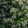 Plants Trachelospermum Cottage Garden | Trachelospermum Jasminoides