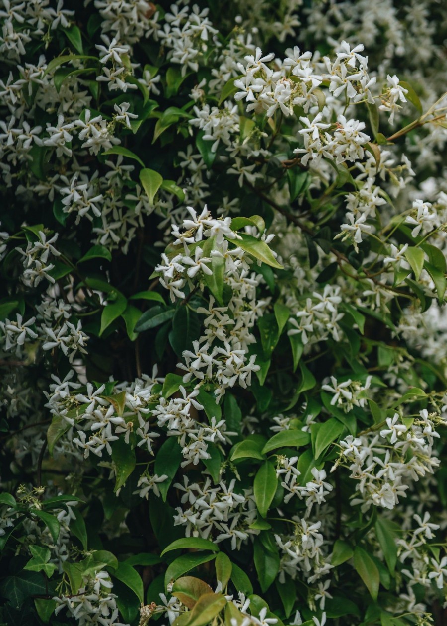 Plants Trachelospermum Cottage Garden | Trachelospermum Jasminoides