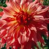 Plants Taylors Bulbs Dahlia Tubers | Dahlia 'Penhill Watermelon' Tubers
