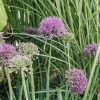 Plants Allium Pollinator Garden | Allium Lavender Bubbles