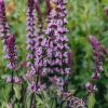 Plants Salvia Pollinator Garden | Salvia Caradonna Pink Inspiration