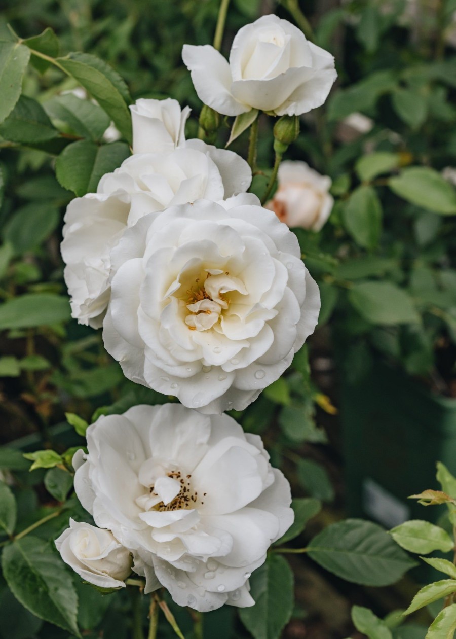 Plants David Austin Roses Rose Garden | David Austin Iceberg Shrub Rose