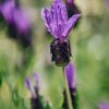 Plants Lavender Kitchen Garden | Lavandula Stoechas Fairy Wings Purple