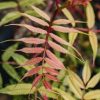 Plants Sorbaria Cottage Garden | Sorbaria Sem Agm