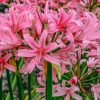 Plants Taylors Bulbs Begonia, Canna, Crocosmia And More Bulbs | Amarine Bella Diva, Pack Of Three Bulbs