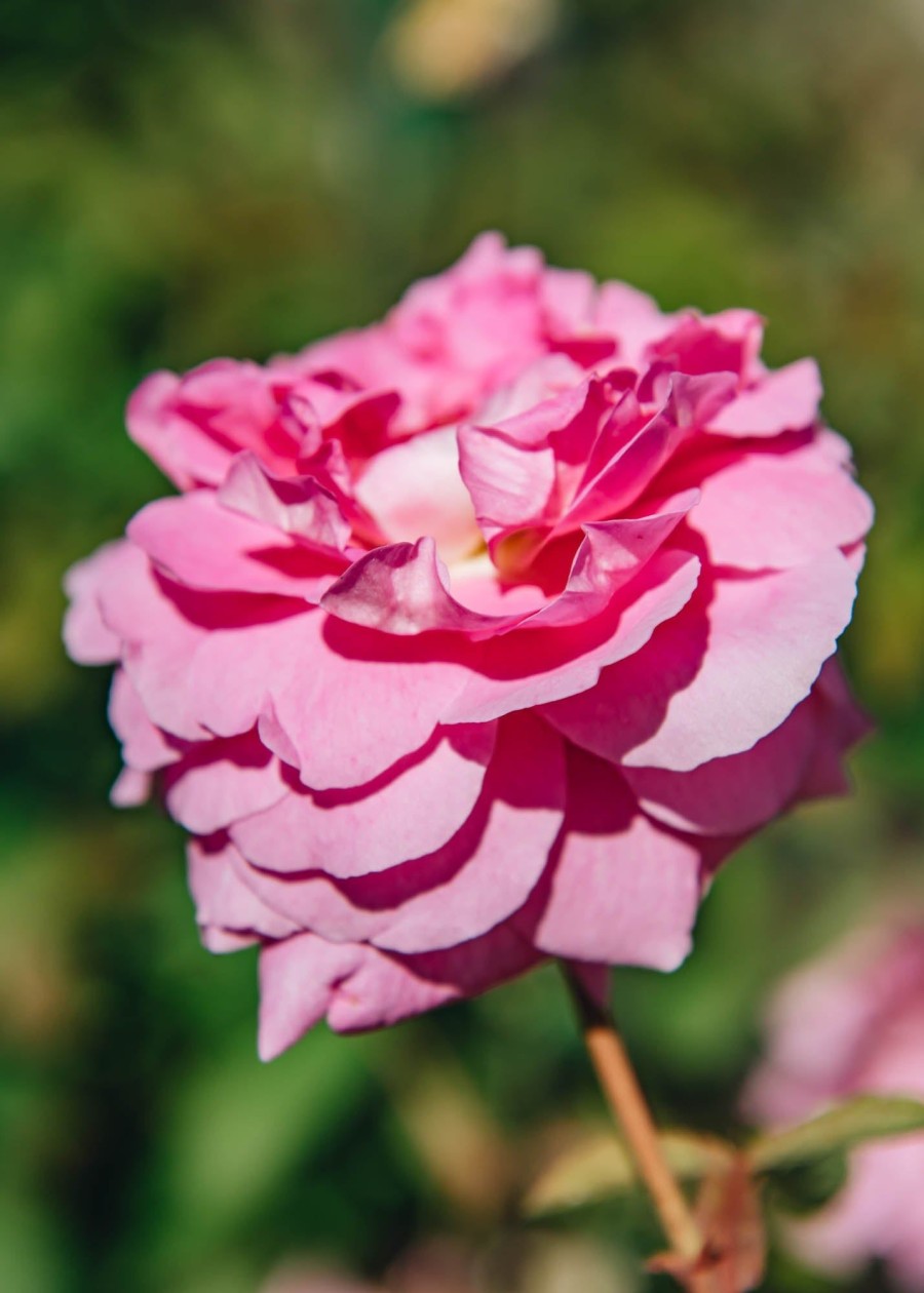 Plants David Austin Roses Rose Garden | David Austin Rosa The Mayflower