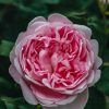 Plants David Austin Roses Rose Garden | David Austin Rosa Scepter'D Isle