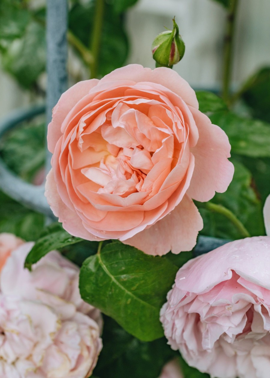 Plants David Austin Roses Rose Garden | David Austin Rosa Strawberry Hill