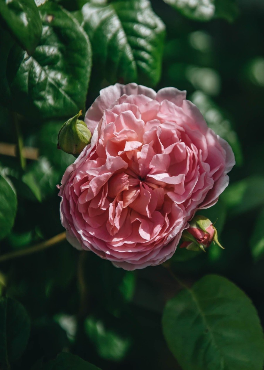 Plants David Austin Roses Rose Garden | David Austin Rosa Strawberry Hill