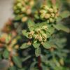 Plants Euphorbia Cottage Garden | Buy Euphorbia Martinii Ascot Rainbow