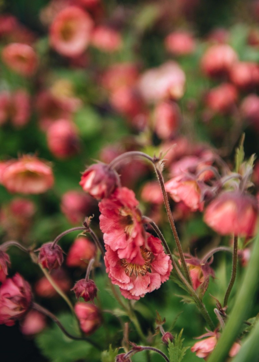 Plants Geum Pollinator Garden | Geum Pink Petticoats
