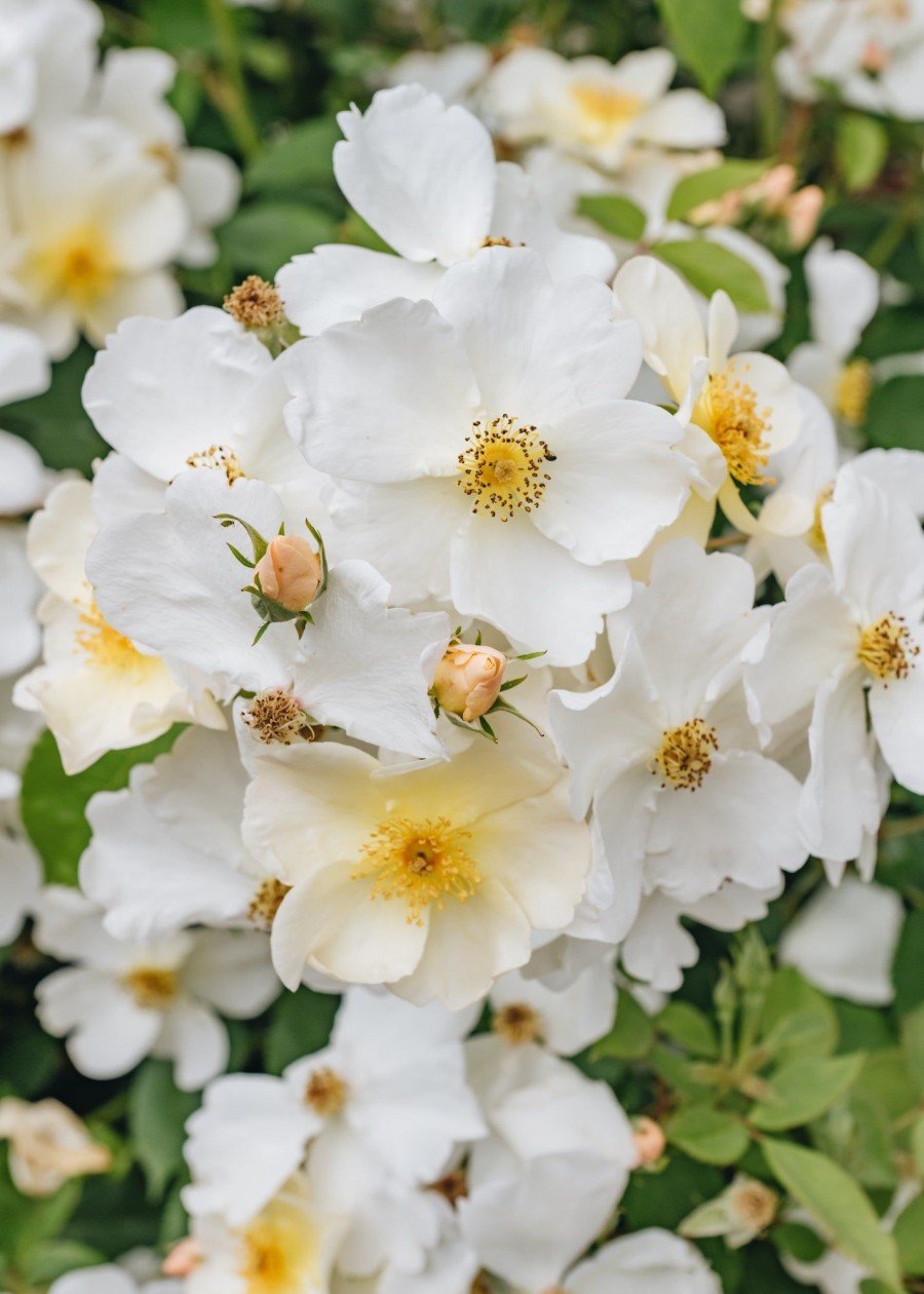 Plants David Austin Roses Rose Garden | David Austin Rosa Kew Gardens
