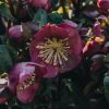 Plants Hellebore Cottage Garden | Helleborus X Ericsmithii Penny'S Pink | Burford Garden Co.
