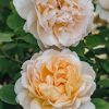 Plants David Austin Roses Rose Garden | Rosa The Lady Gardener