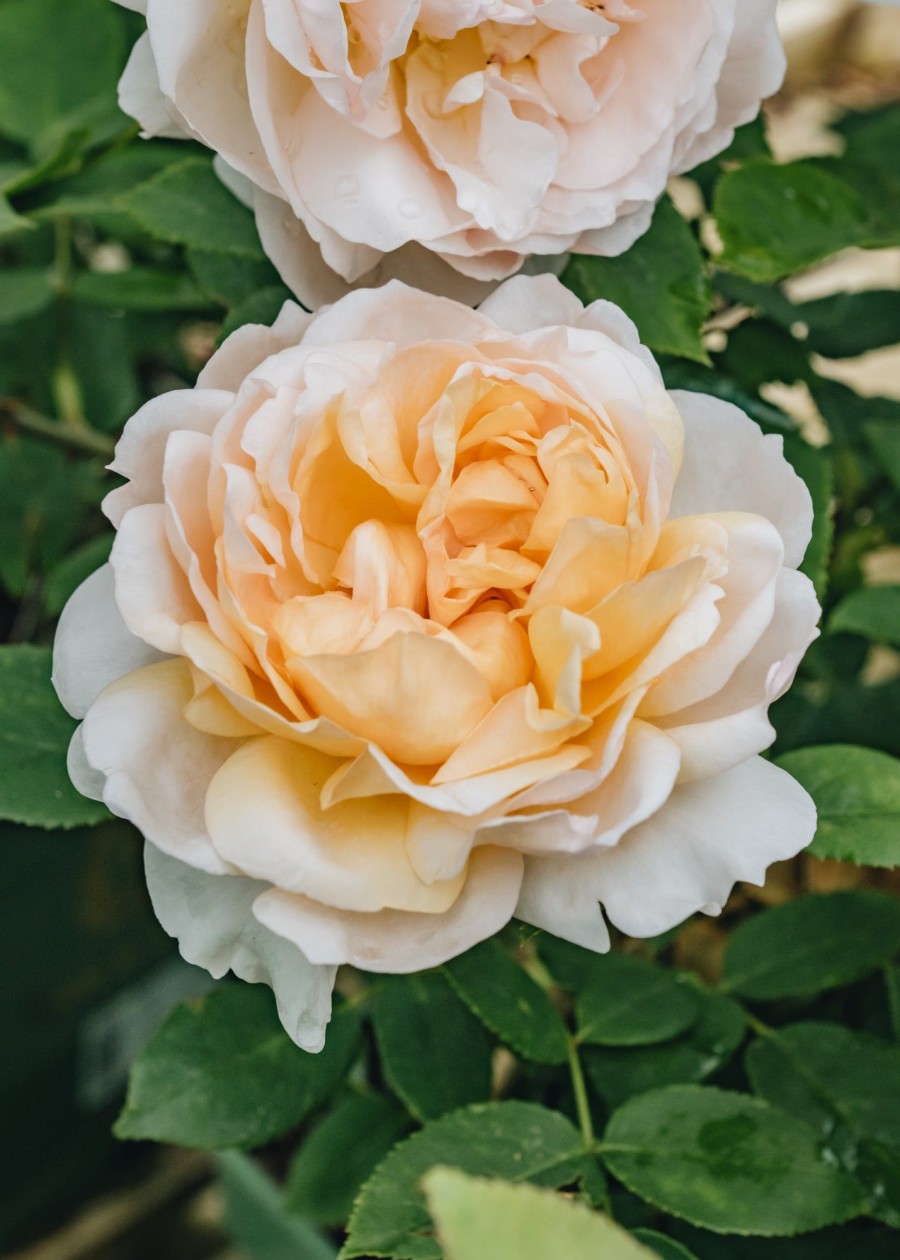 Plants David Austin Roses Rose Garden | Rosa The Lady Gardener