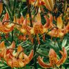 Plants Taylors Bulbs Lily Bulbs | Lilium 'Sunny Morning', Pack Of Three Bulbs