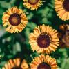 Plants Helenium Prairie Garden | Buy Helenium Short 'N' Sassy