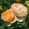 Plants David Austin Roses Rose Garden | David Austin Roald Dahl Rose