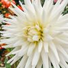 Plants Taylors Bulbs Dahlia Tubers | Dahlia 'My Love' Tubers