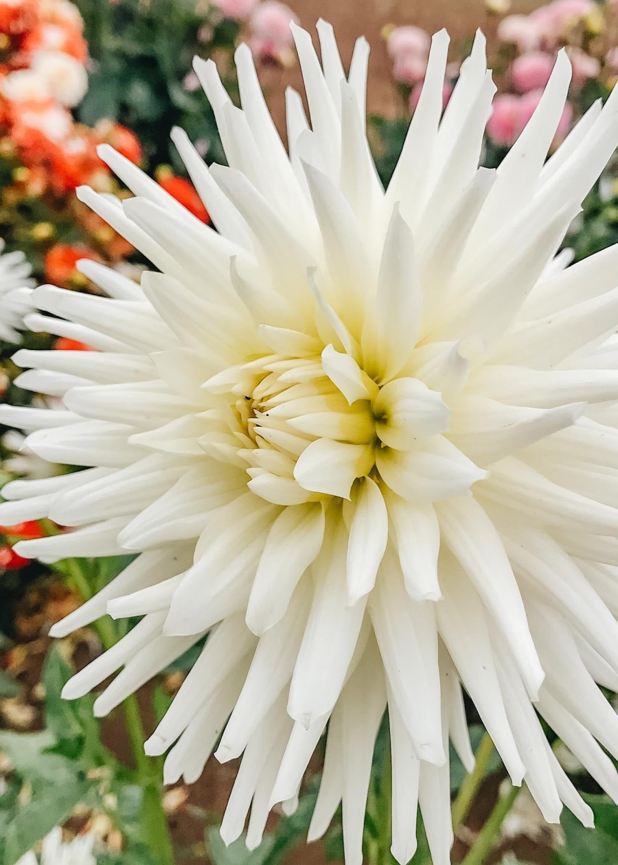 Plants Taylors Bulbs Dahlia Tubers | Dahlia 'My Love' Tubers