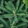 Plants Euphorbia Cottage Garden | Buy Euphorbia Characias Wulfenii
