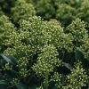 Plants Skimmia Pollinator Garden | Skimmia Japonica Finchy