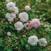 Plants David Austin Roses Rose Garden | Princess Louise Rose