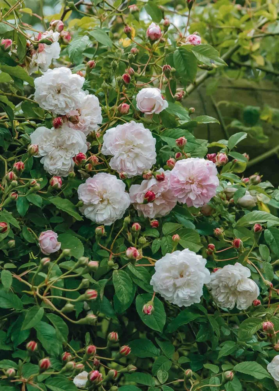 Plants David Austin Roses Rose Garden | Princess Louise Rose