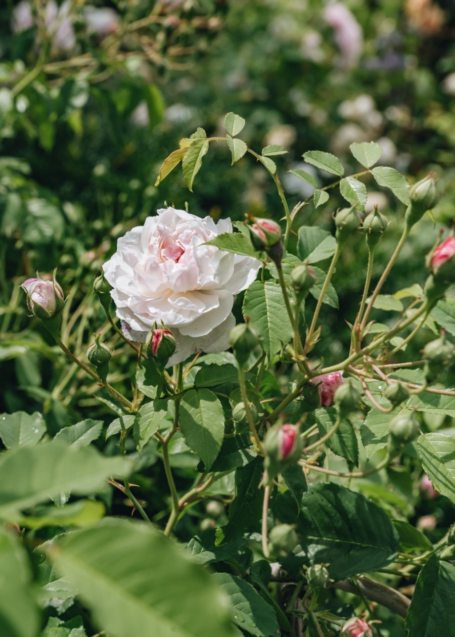 Plants David Austin Roses Rose Garden | Princess Louise Rose