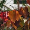 Plants Cercis Trees & Shrubs | Cercis Canadensis Eternal Flame