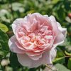 Plants David Austin Roses Rose Garden | David Austin Rosa Wisley