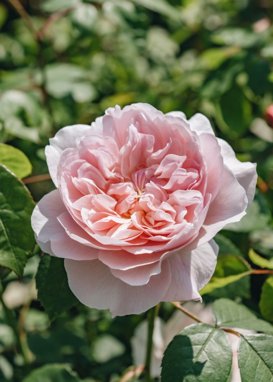 Plants David Austin Roses Rose Garden | David Austin Rosa Wisley