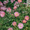 Plants David Austin Roses Rose Garden | Rosa The Lady'S Blush