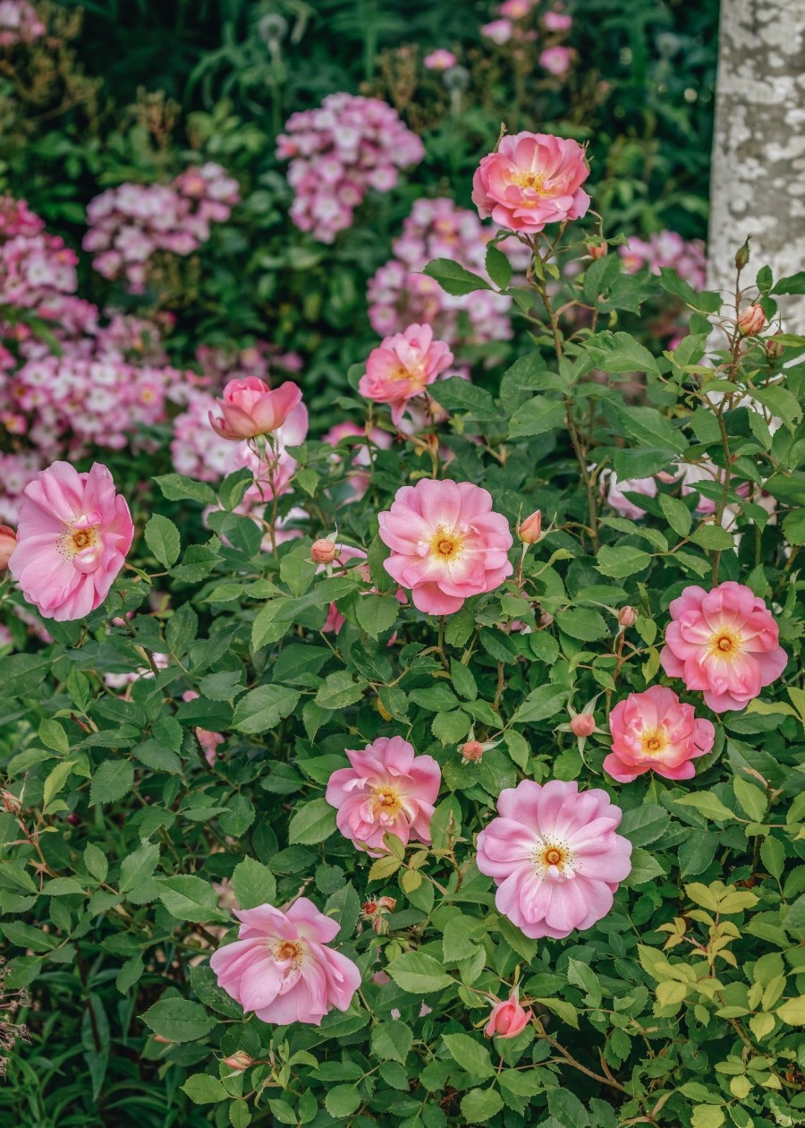 Plants David Austin Roses Rose Garden | Rosa The Lady'S Blush
