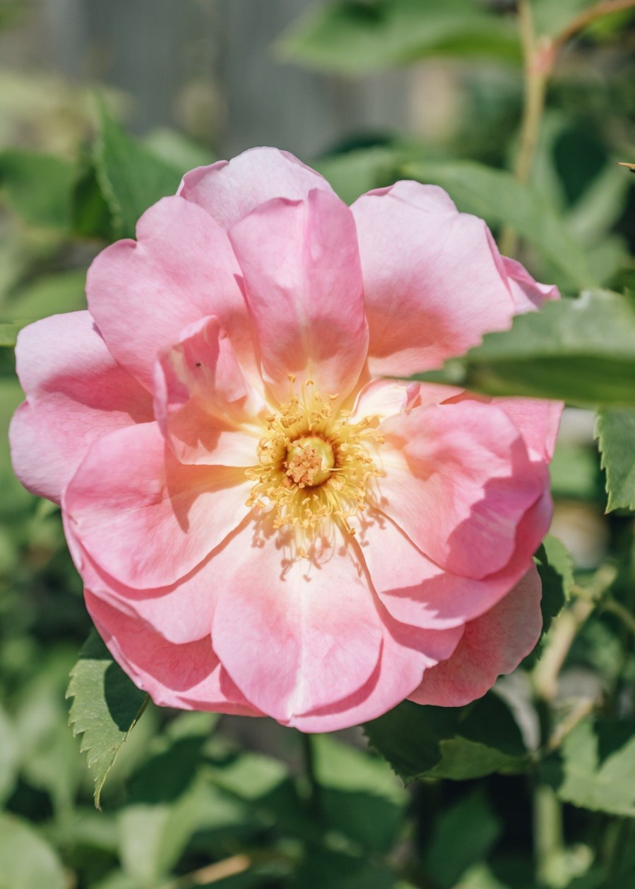 Plants David Austin Roses Rose Garden | Rosa The Lady'S Blush