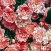 Plants David Austin Roses Rose Garden | Rosa The Fairy Agm