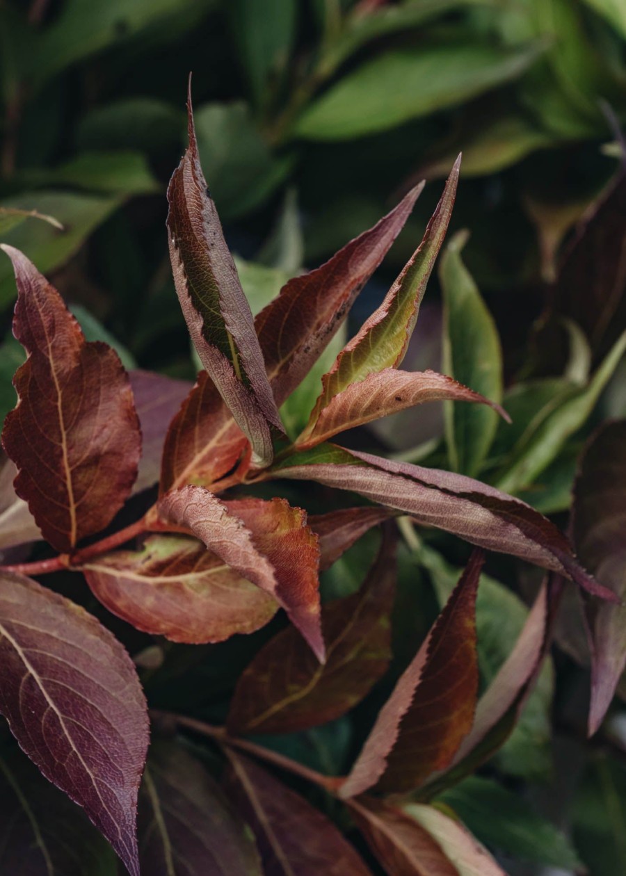 Plants Weigela Cottage Garden | Weigela All Summer Red