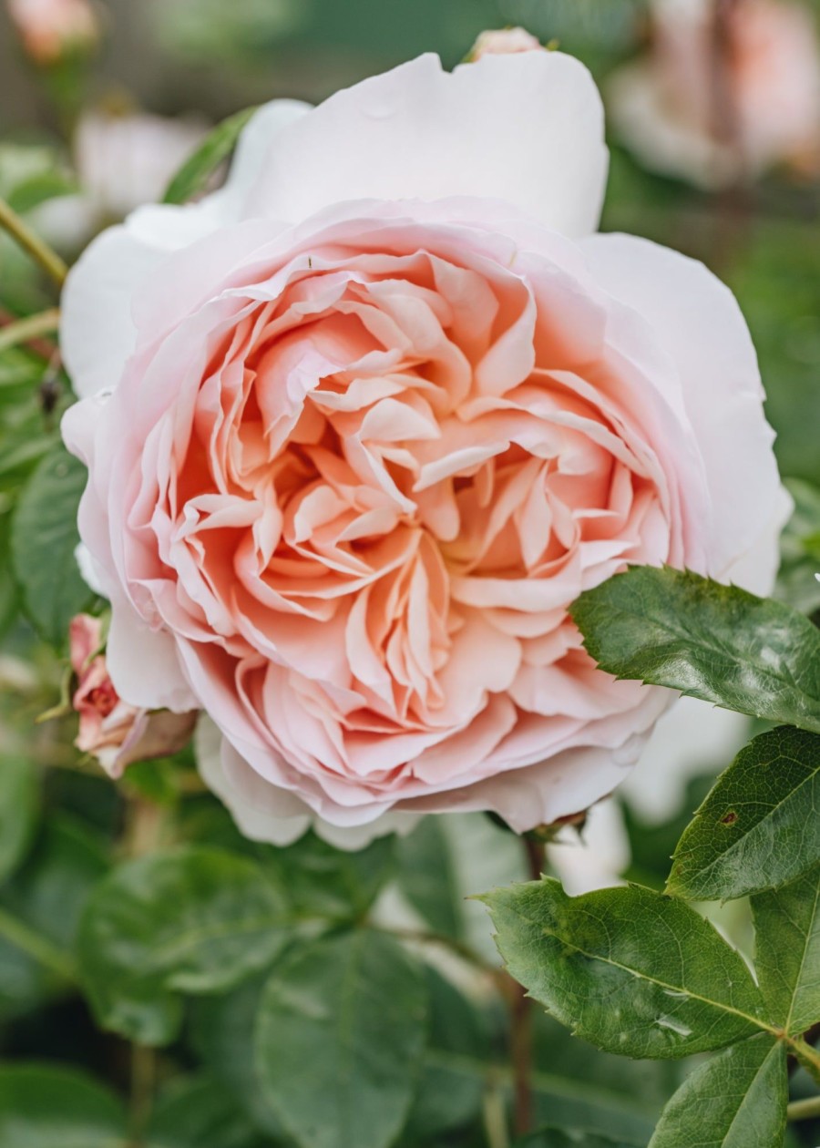 Plants David Austin Roses Rose Garden | David Austin Rosa Wildeve