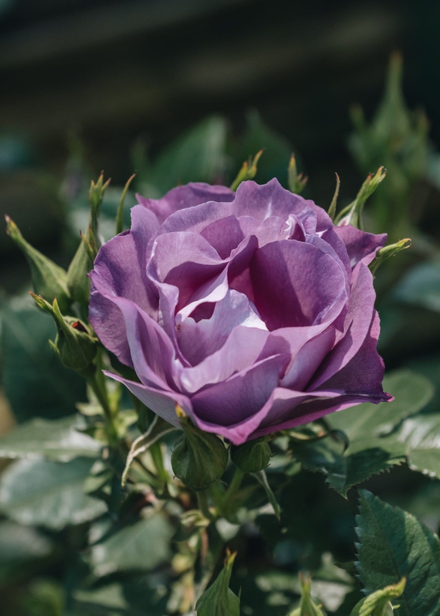 Plants David Austin Roses Rose Garden | Rosa Blue For You