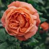 Plants David Austin Roses Rose Garden | Summer Song Rose
