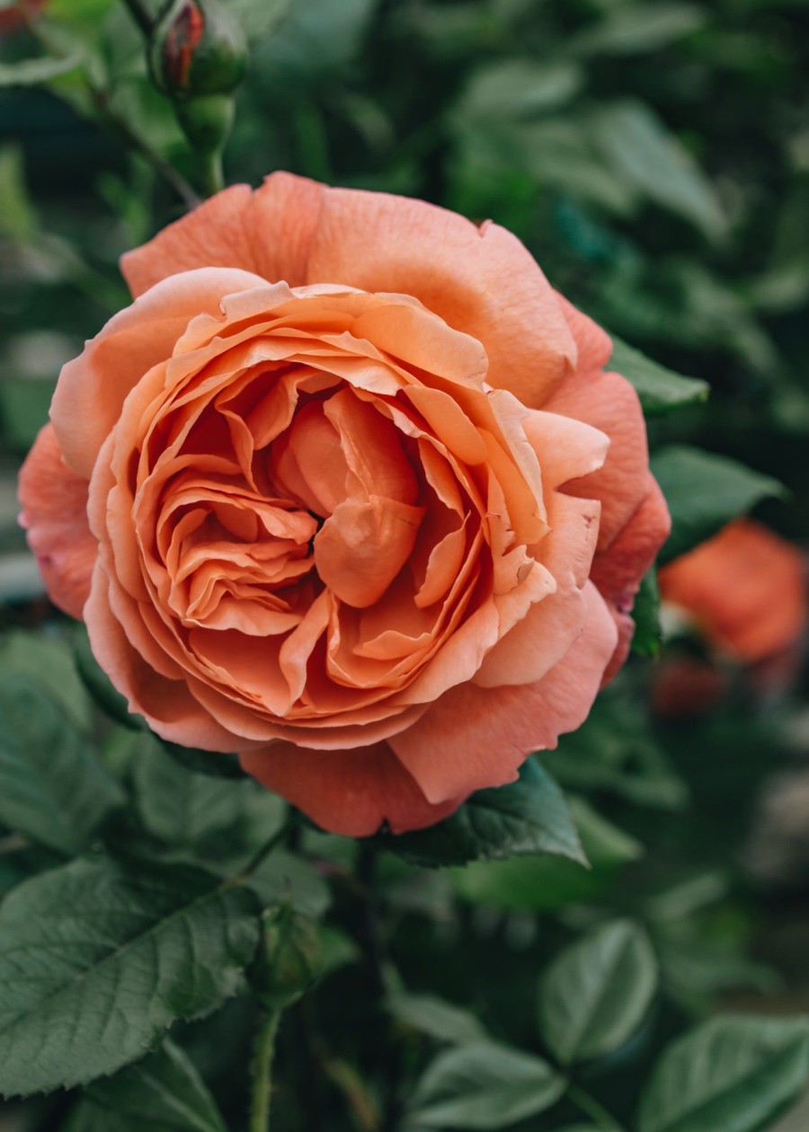 Plants David Austin Roses Rose Garden | Summer Song Rose