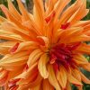 Plants Taylors Bulbs Dahlia Tubers | Dahlia 'French Can Can' Tubers