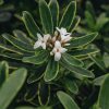 Plants Daphne Cottage Garden | Daphne Summer Ice