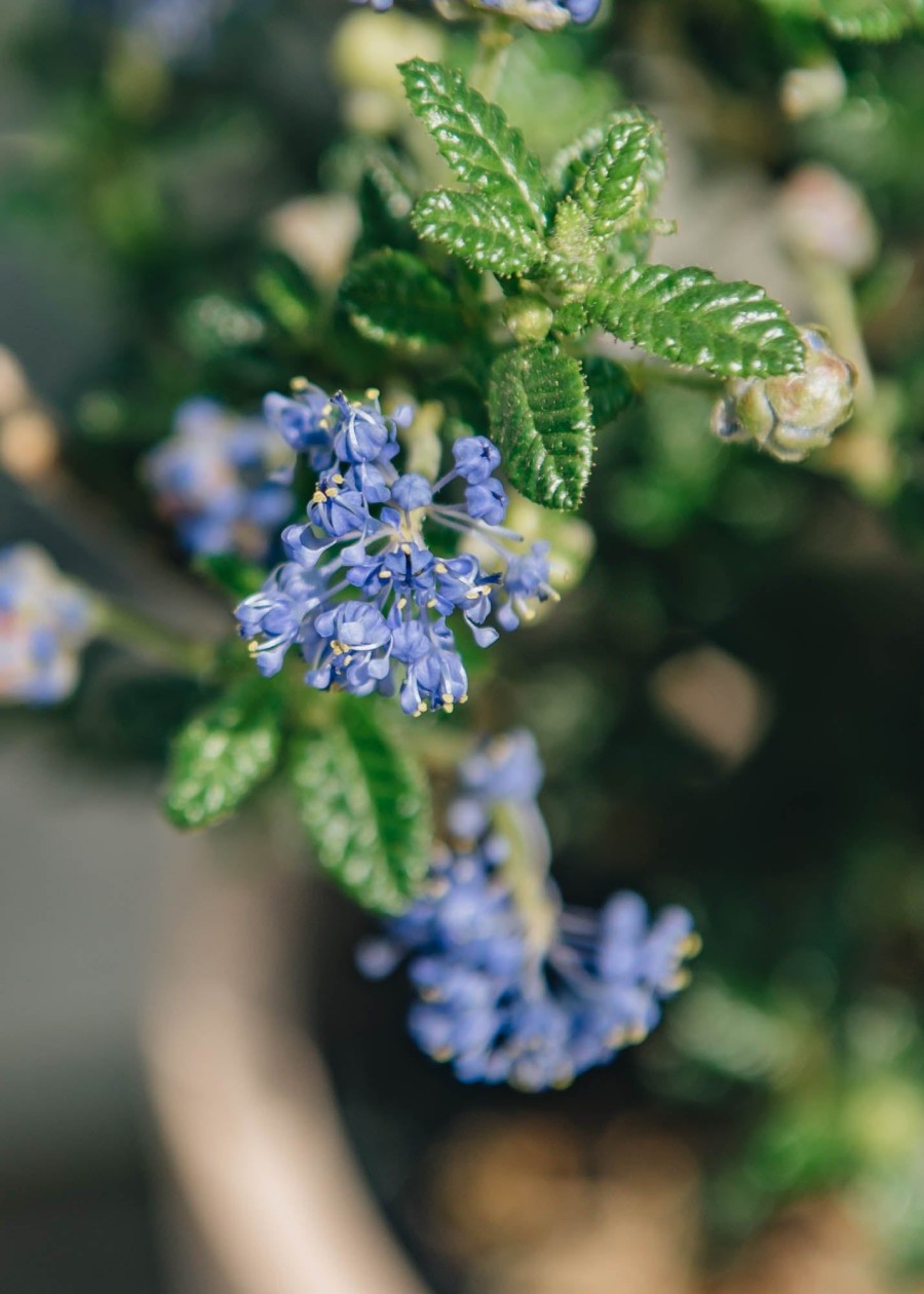 Plants Ceanothus Pollinator Garden | Ceanothus 'Puget Blue' Agm