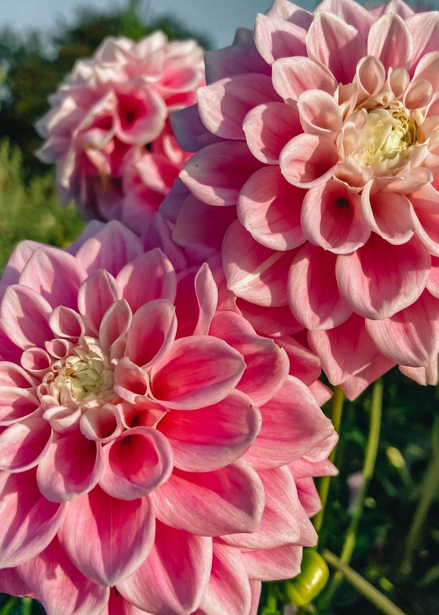 Plants Taylors Bulbs Dahlia Tubers | Dahlia 'Sweet Love' Tubers