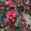 Plants Apple Pollinator Garden | Malus (Crab Apple) Toringo Aros