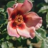 Plants Henry Street Roses Cottage Garden | Rosa For Your Eyes Only
