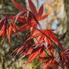Plants Acer Trees & Shrubs | Acer Bloodgood