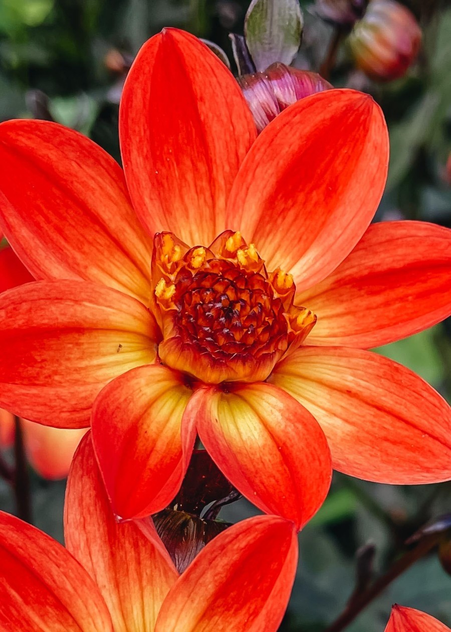 Plants Taylors Bulbs Dahlia Tubers | Dahlia 'Star Wars' Tubers