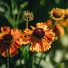 Plants Helenium Prairie Garden | Buy Helenium Short 'N' Sassy